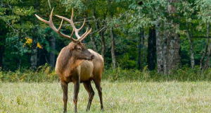 In Hunting, What Calibers Work Best & Why?